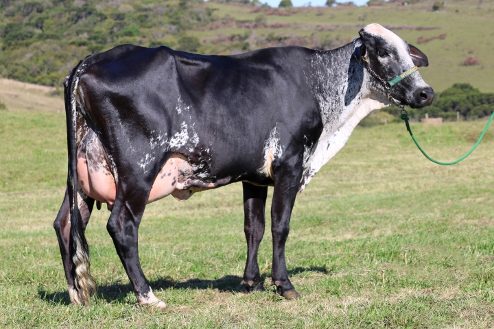 M�gica FIV das Nogueiras 