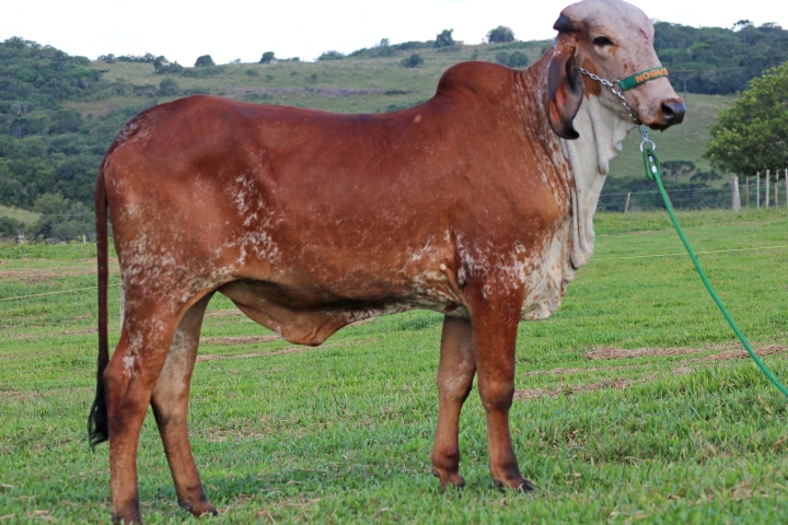 Onda das Nogueiras (irma materna)