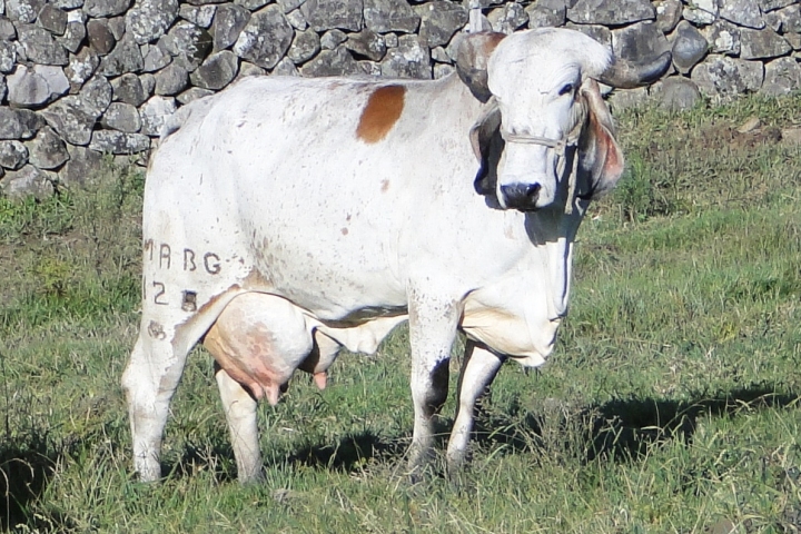 MABB Ladeira Jaguar (avo materna)