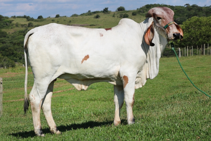 Pantera FIV das Nogueiras (irma materna)