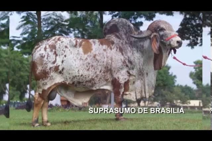 Supra Sumo de Brasilia (pai)