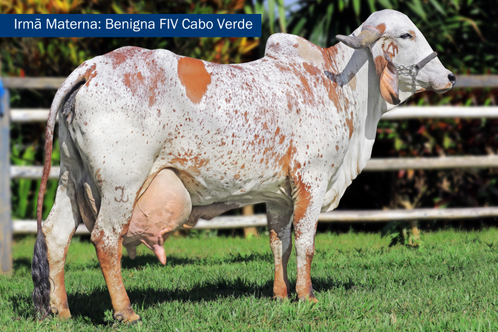 Benigna FIV Cabo Verde (irma materna)