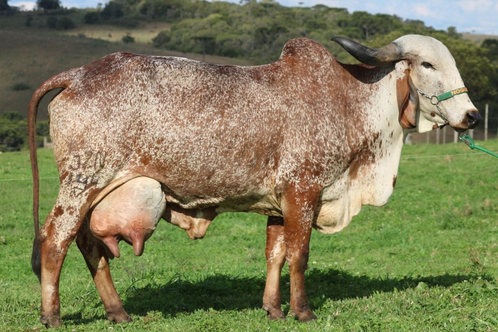 Havana FIV das Nogueiras (M�e)