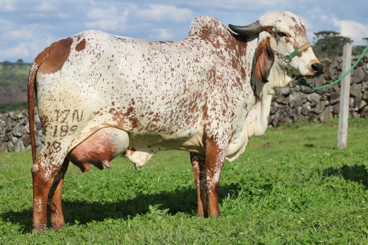 Ladeira das Nogueiras (irm� materna)