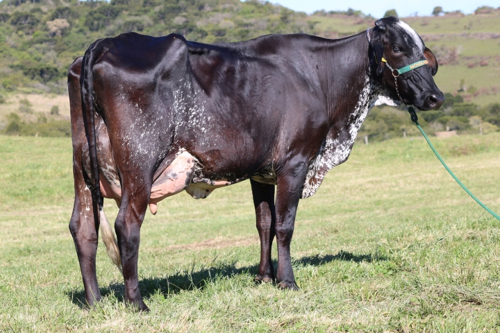 Lila FIV das Nogueiras (2)