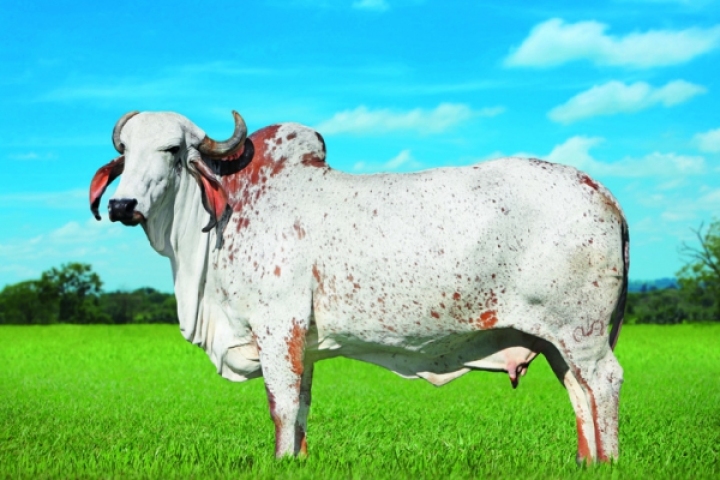 MAAB Nefrita Sansao (bisavo materna)