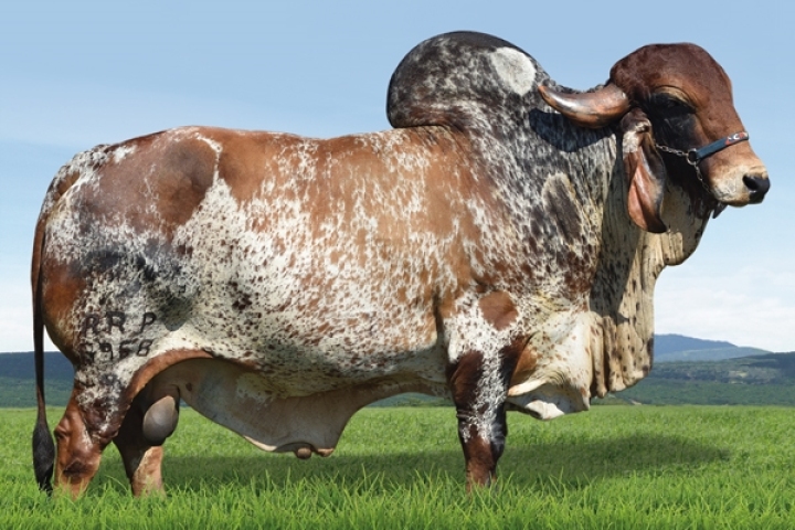 Jogral FIV de Bras. (Pai)