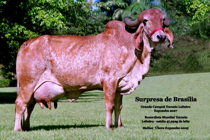 Surpresa de Brasilia (avo paterna)