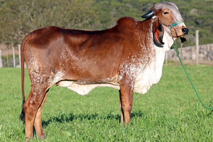 Protagonista das Nogueiras