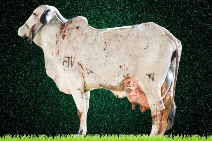 Ilanca FIV das Nogueiras (mae, no 3� parto)