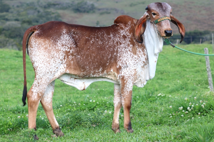 Olinda das Nogueiras (irma completa)