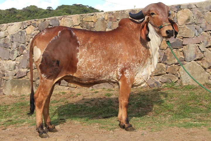 Pepita FIV das Nogueiras - Irma materna