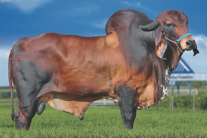 Kalika FIV Vila Rica (pai)