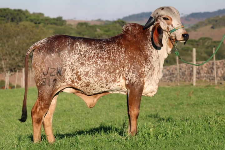 Foto Platina das Nogueiras