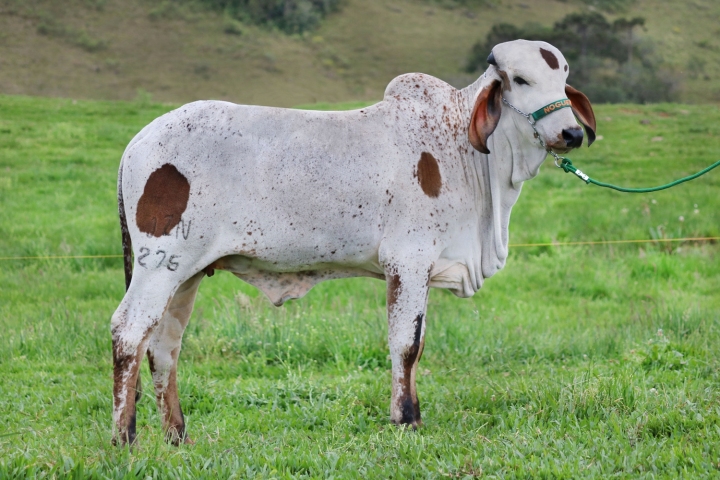 Ostra (irma materna)
