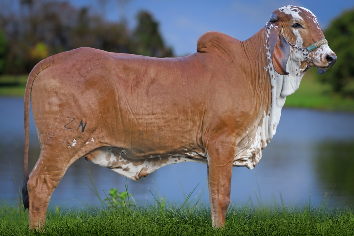 Quelinda (irma materna)