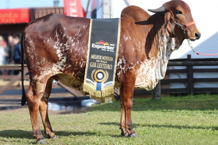 Meriva (irma materna) - Duas vezes campe%uFFFD da Expointer e melhor novilha 2022