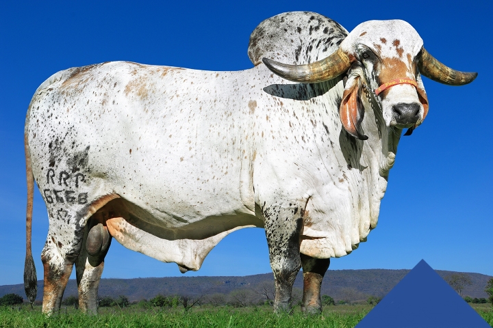 Iv� de Brasilia (pai)