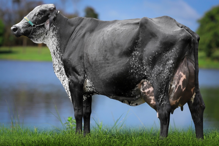 Cabocla FIV das Nogueiras