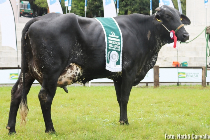 Essncia FIV das Nogueiras (irm inteira) - Melhor vaca jovem Expointer 2019