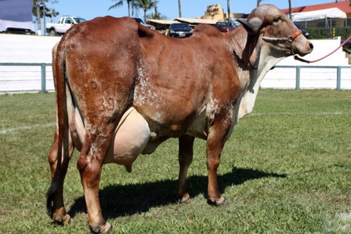 Hirana FIV de Brasilia (Avo materna)