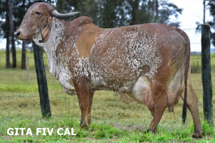 GITA FIV CAL - mae